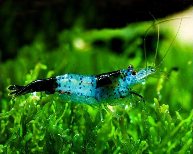 Carbon Rili Shrimp breeding below