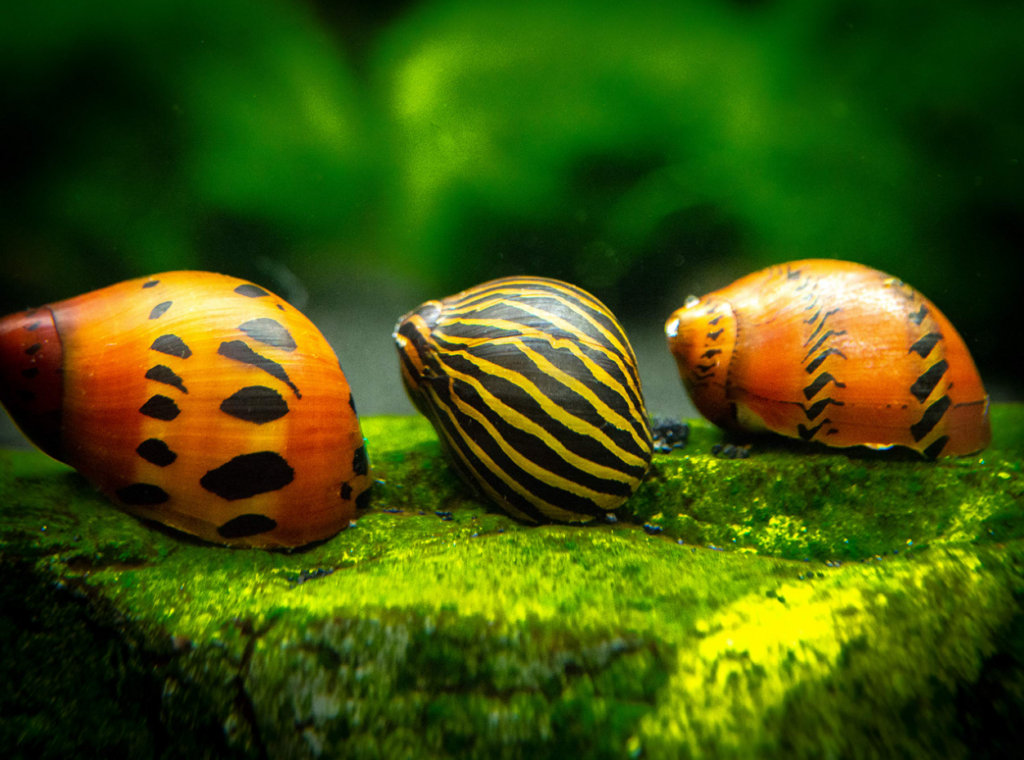 Tiger and Zebra Nerite Snails resting on an algae covered rock