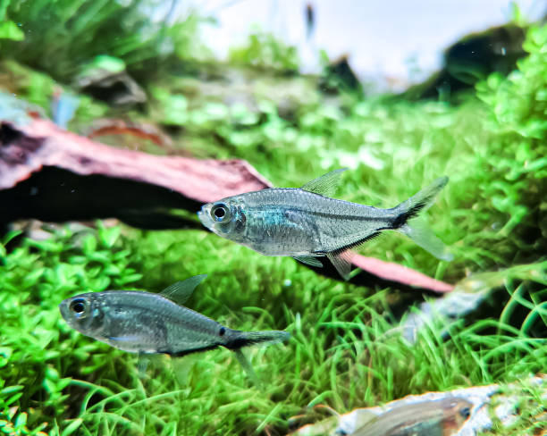 Tetras