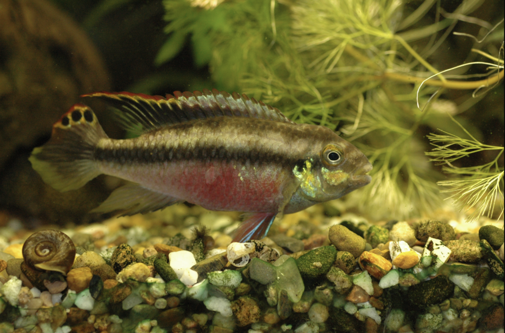 Rainbow kribensis (Pelvicachromis pulcher)