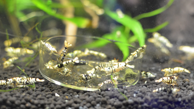 Black Fancy Tiger Shrimp Feeding Frenzy!