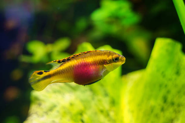 Pictured, A hungry Rainbow kribensis in its planted aquarium