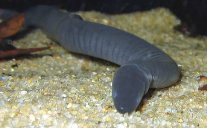 A Rubber Eel exploring its environment.