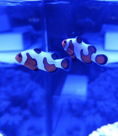Extreme Gladiator Clownfish