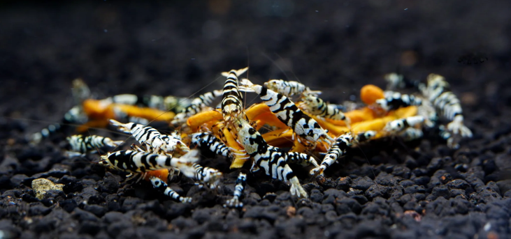 Black Fancy Tiger Shrimp Community Breeding Tank