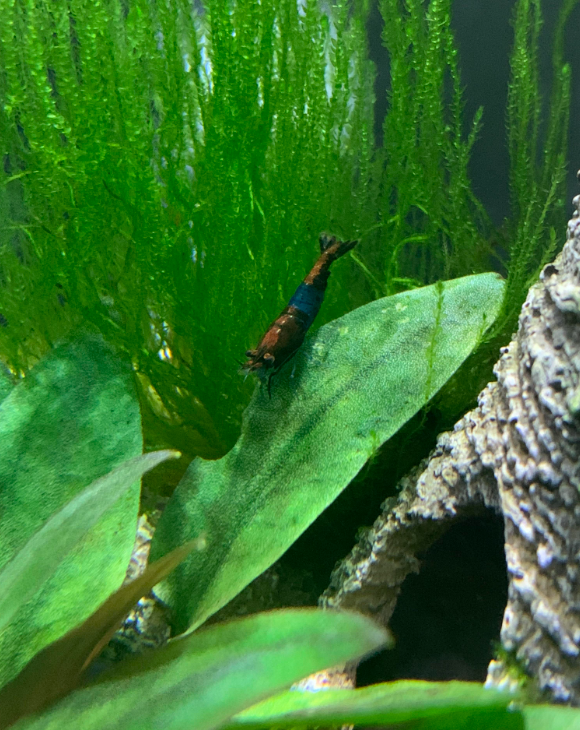 Pictured, Carbon Rili Shrimp chilling on a leaf