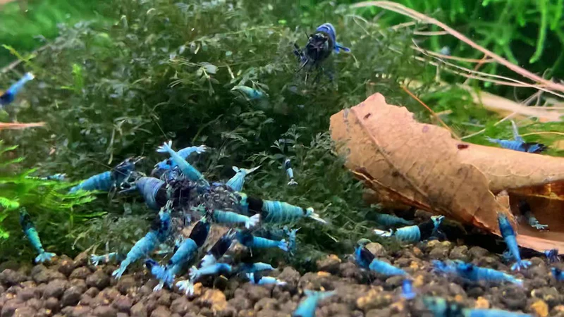 A breeding tank of Blue Shadow Mosura Shrimps having a feeding frenzy