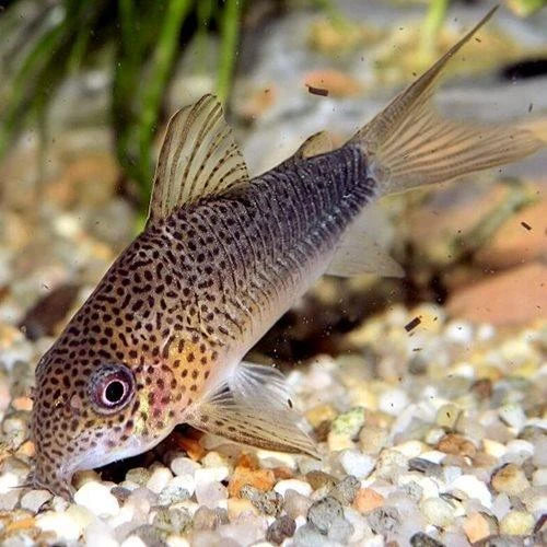 Corydoras Similis is also called the smudge spot Cory