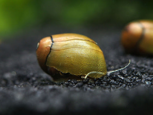 Olive Nerite Snail