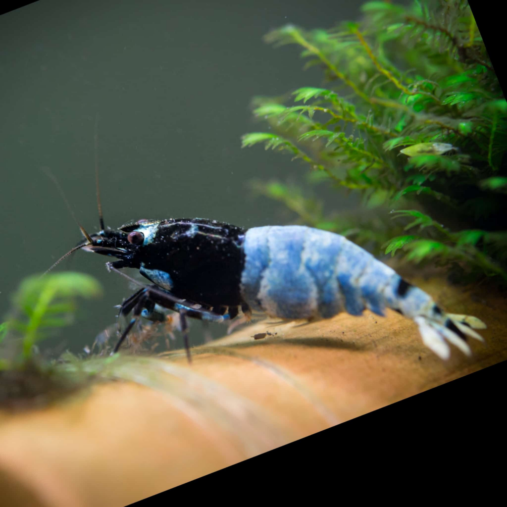 A Blue Mosura Shrimp in a planted tank