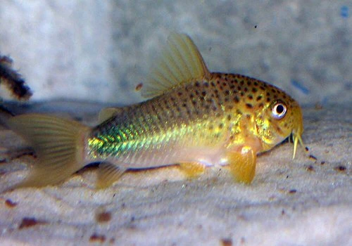 A closer look at the Similis Corydoras