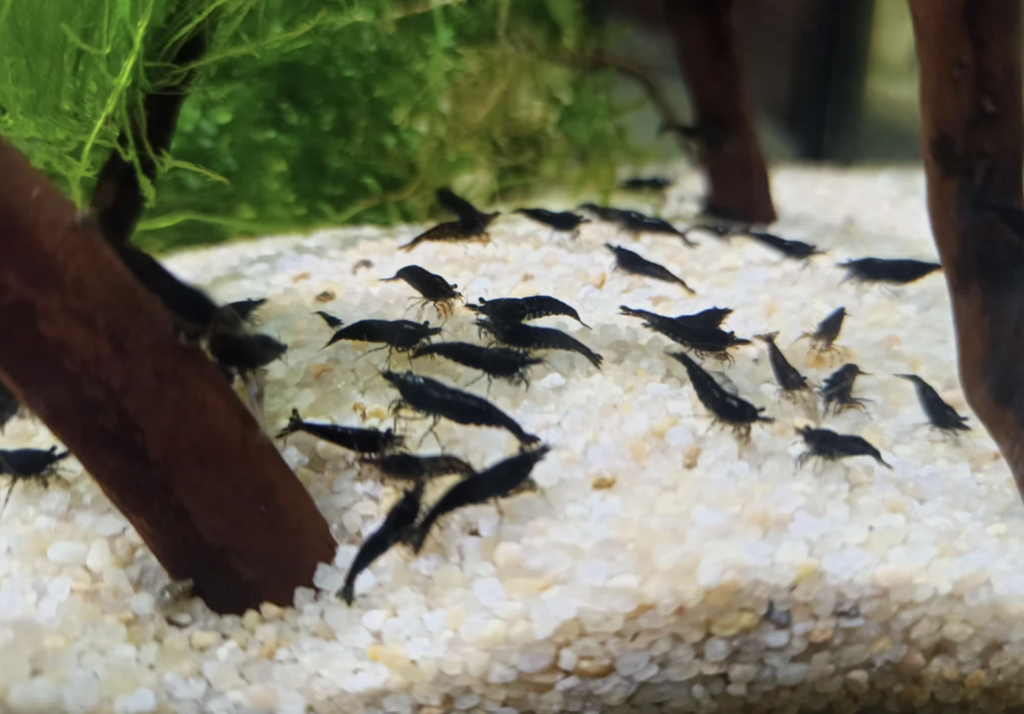 Pictured, Black Rose Shrimp in a planted tank