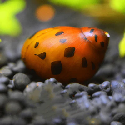 Onion Nerite Snails have patterned spotted rings on their shells   