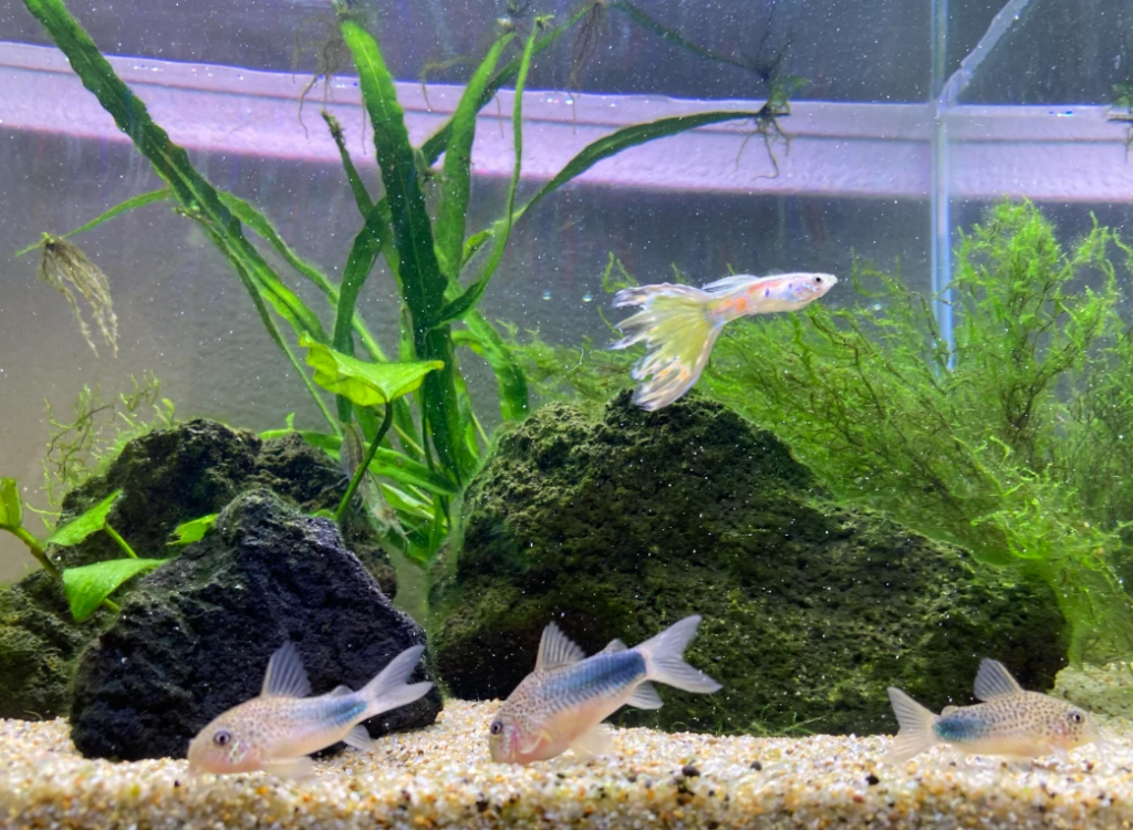 Smudge Corydoras school foraging under their Guppy tankmate