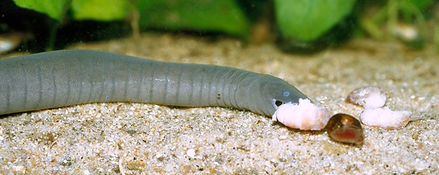A Rubber Eel eating shrimp.