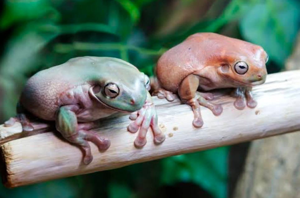 Two tree frogs hanging out on a branch in their enclosure.