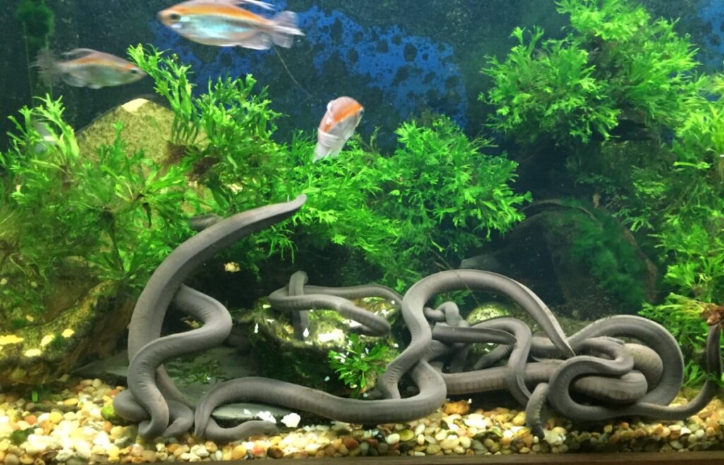 Congo Tetras with their Rubber Eel tankmates.