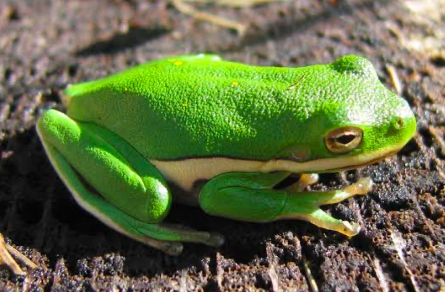 Vibrant American Green Tree Frog resting on the ground close up.