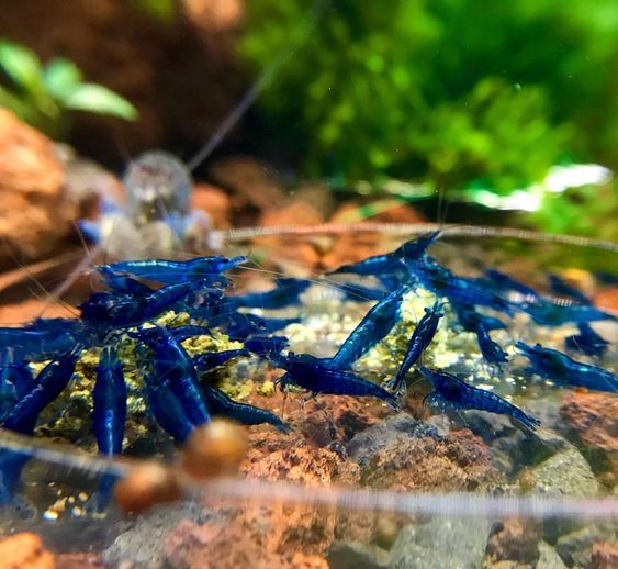 Pictured, A group of Blue Dream Shrimps in a planted aquarium setup