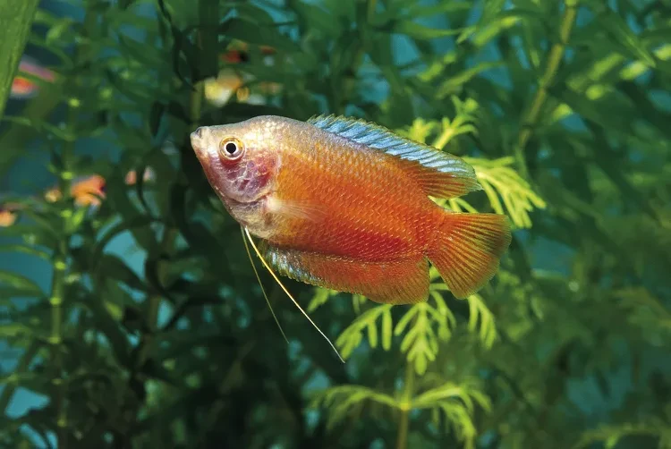 Factors Affecting the Peacefulness of Dwarf Gourami