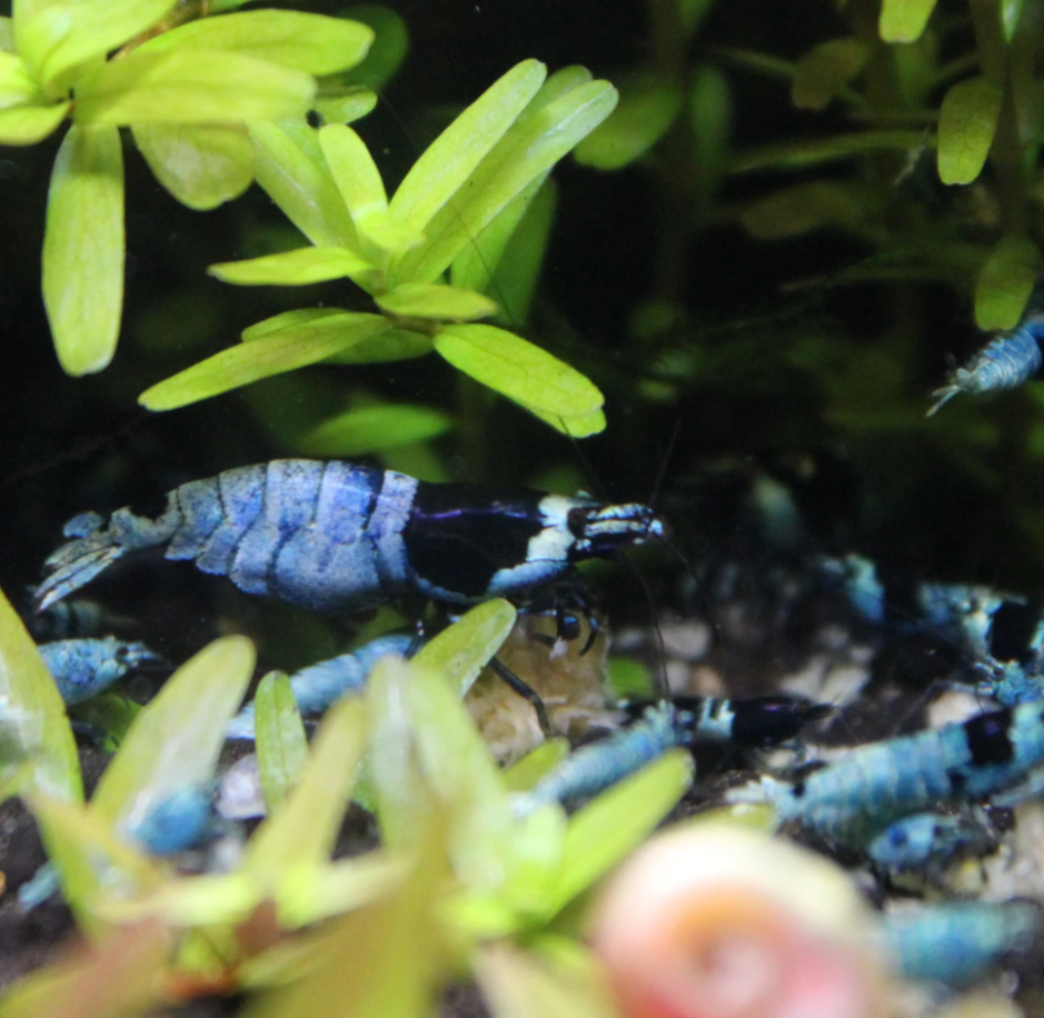 Blue Shadow Mosura Shrimp Having Lunch