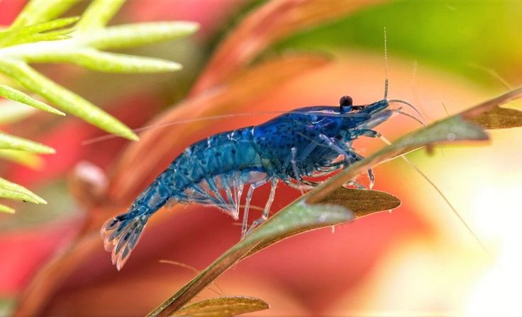 Pictured, A Blue Dream Shrimp resting on an aquarium plant