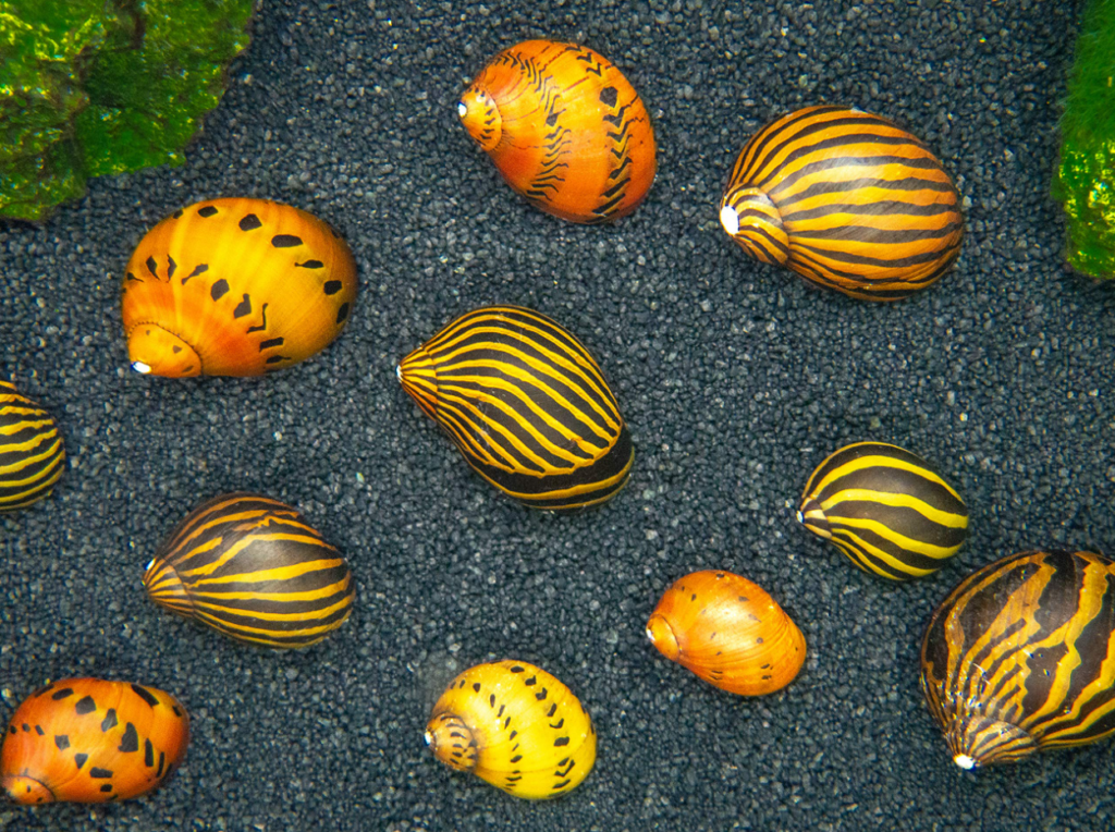A group of healthy Nerite snails in their well aquascaped tank