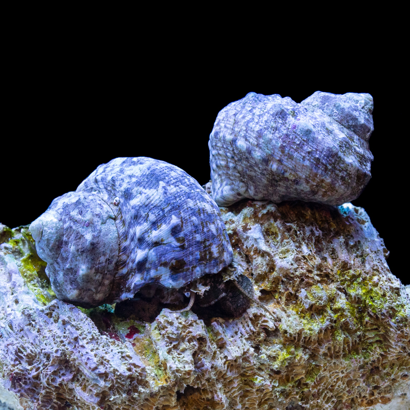 A pair of Mexican Turbo Snails resting in their aquascaped saltwater tank
