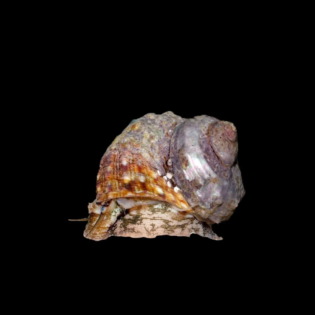 Mexican Turbo Snail Closeup