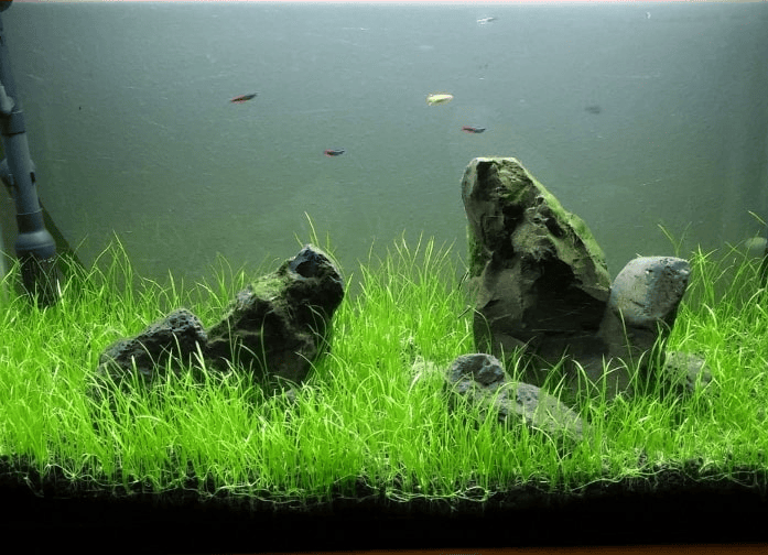 Dwarf Hairgrass in Aquarium