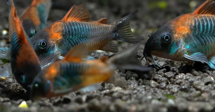 Venezuelan Corydoras school foraging for treats