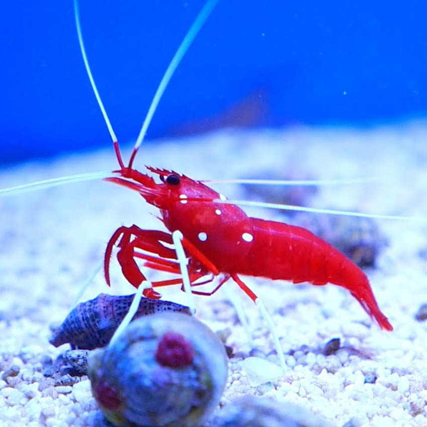 Fire Shrimp in a community saltwater aquarium alongside its shelled tankmates