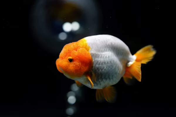 Ranchu Goldfish Care Guide and Aquatic Pet Profile
