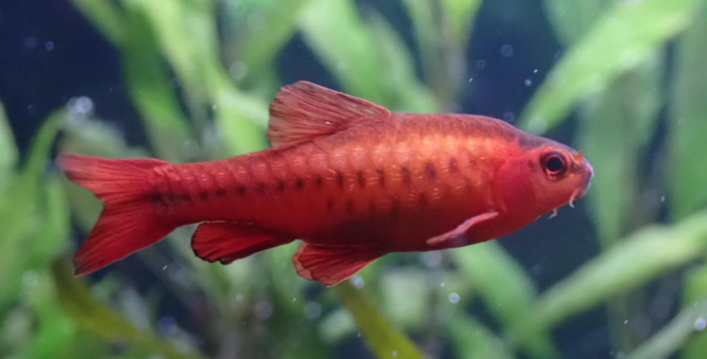 Characteristics of Cherry Barbs