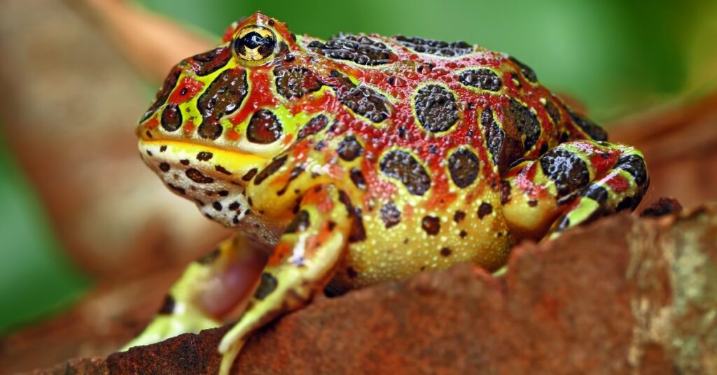 A Pacman Frog closeup as it rests on a trunk.