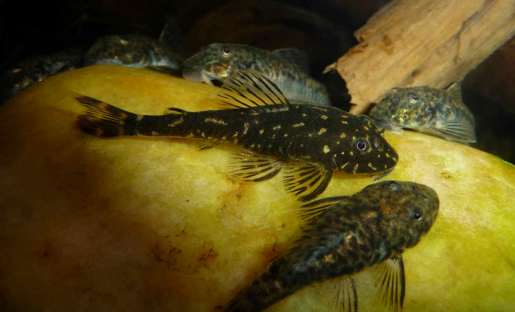 Gold Spot Dwarf Pleco (parotocinclus spilosoma) in a community tank