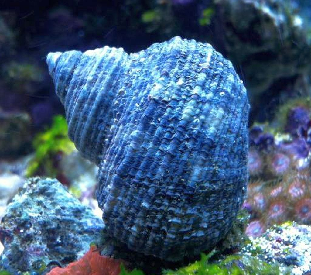 A Mexican Turbo snail munching away at algae