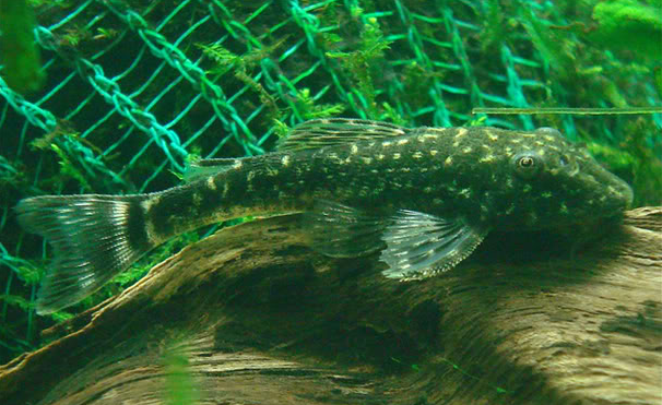 Gold Spot Dwarf Pleco in a planted tank