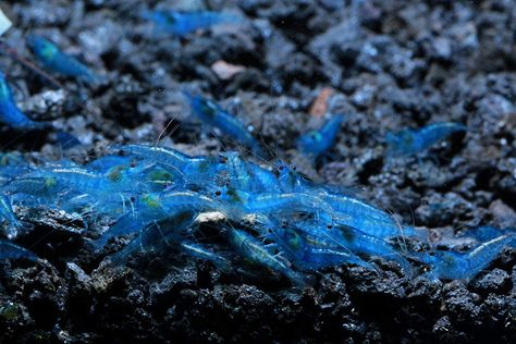 Pictured is a group of Blue Velvet shrimplets at the bottom of an aquarium
