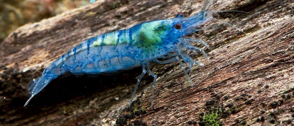 Pictured, closeup of Blue Velvet Shrimp in a planted aquarium