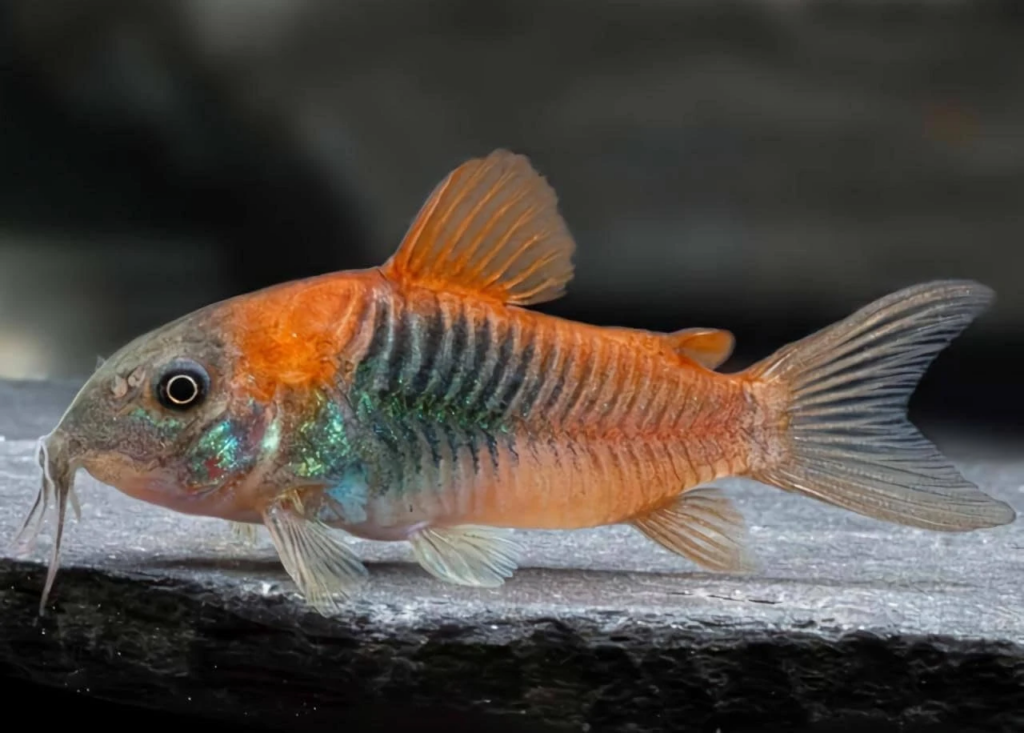 Happy and Healthy Venezuelan Corydoras in its aquascaped tank