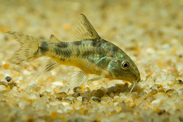 Peppered Corydoras have adaptive coloration for survival in their environment 