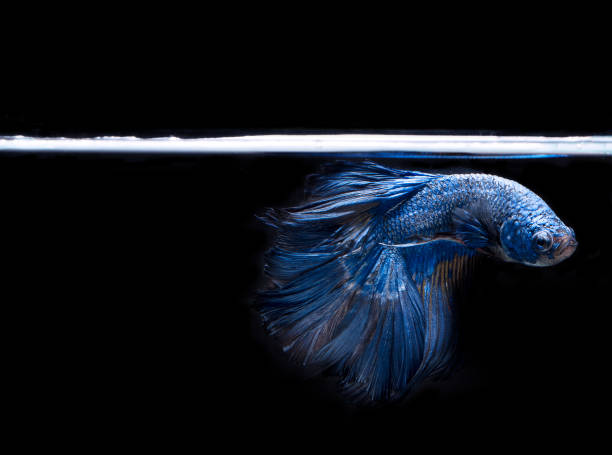 Vibrant Blue Dumbo Ear Guppy