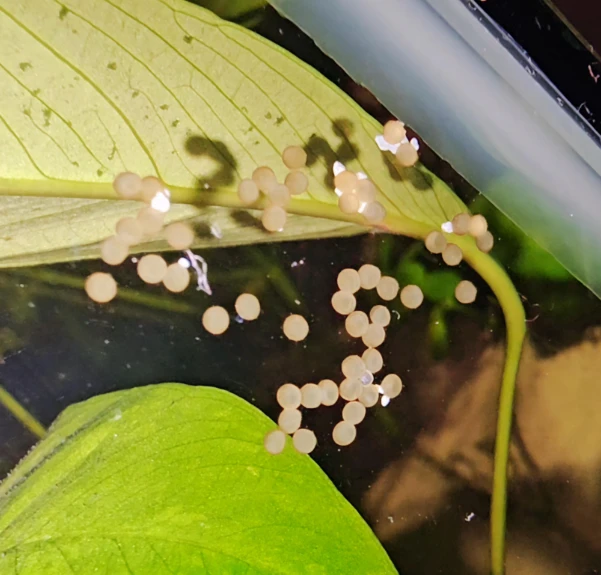 If you see these in your tank, congratulations, these are Corydoras Eggs