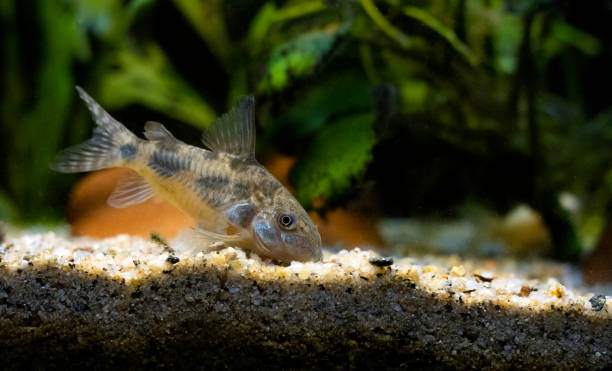 Peppered Corydoras catfish scavenging for food in its planted nano tank
