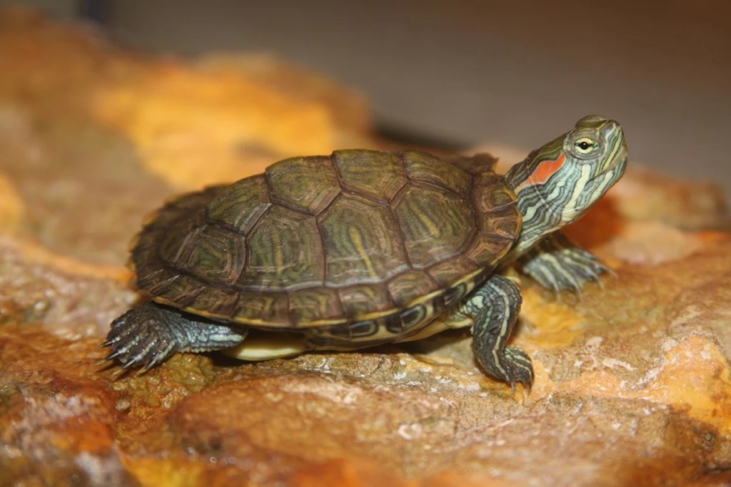 A juvenile Red-Eared Slider turtle, also called the Red-Eared terrapin, climbing onto its basking area