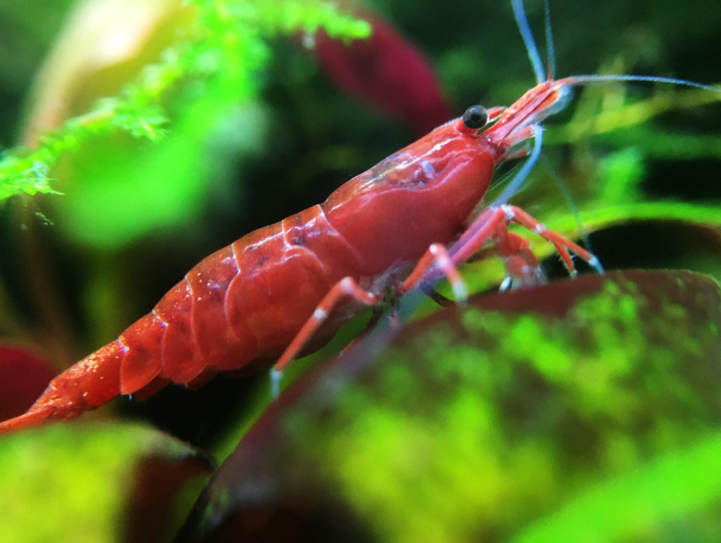 Pictured, Red Cherry Shrimp engulfed in tank plants
