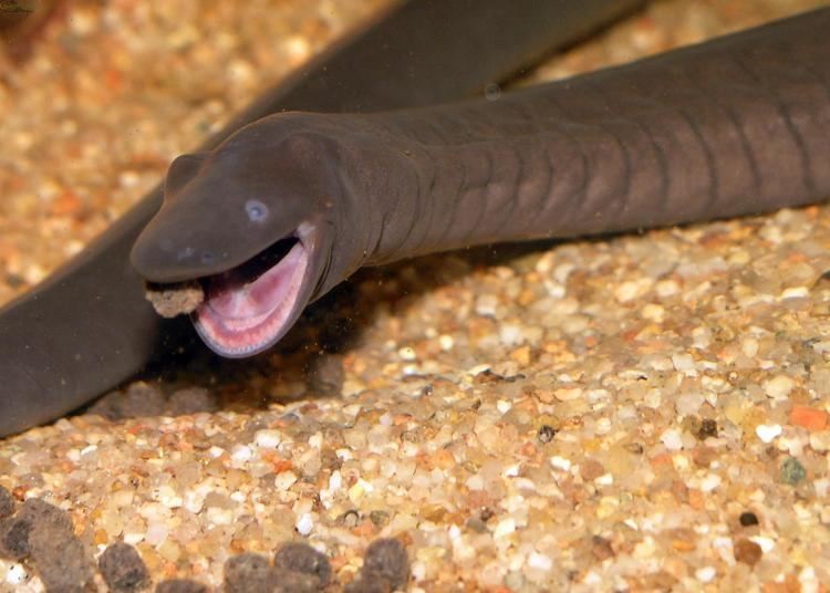 A rubber eel rummaging along its tank's substrate.