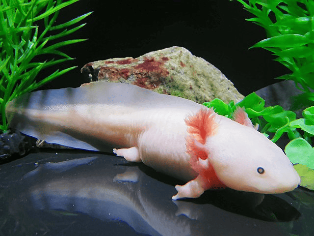 Pictured, Big Ol' Axolotl (Ambystoma mexicanum)