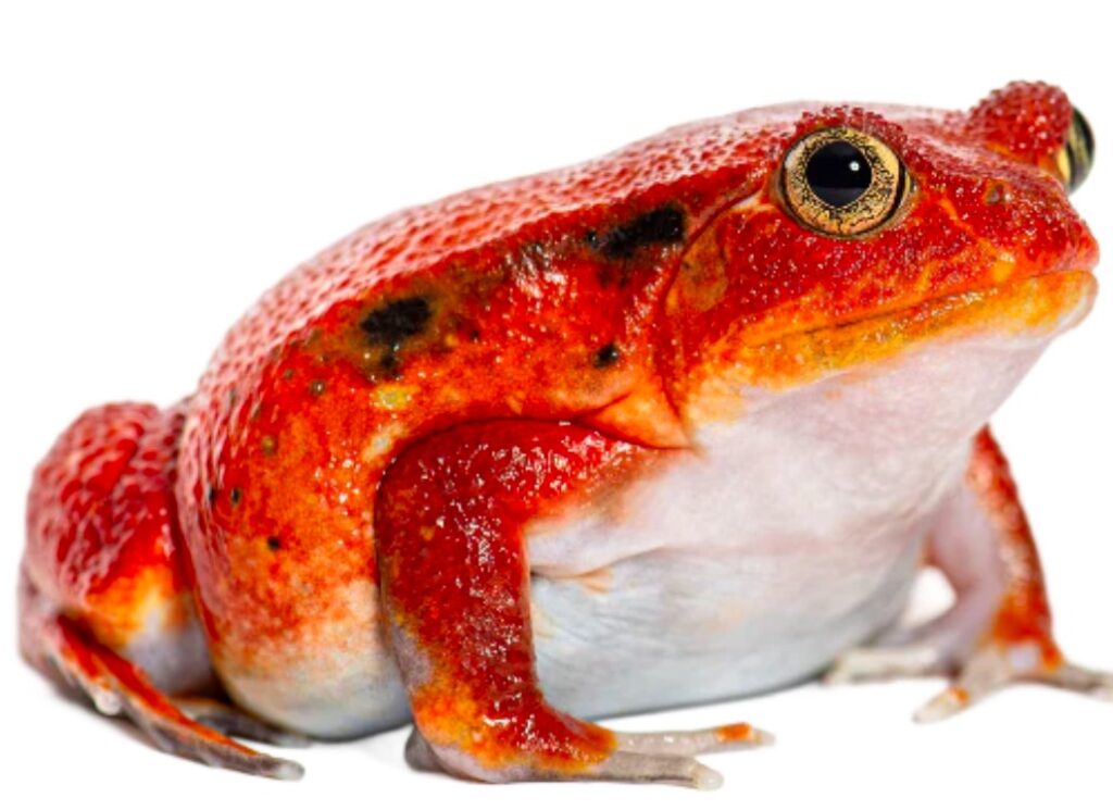 A close up of a tomato frog on a white background.